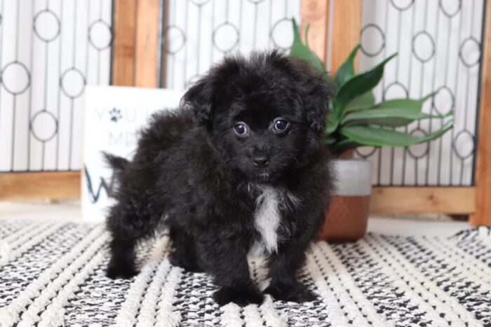 Cookie - Awesome Male Pomapoo Puppy - Image 2
