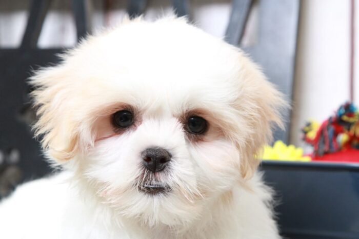 Cookie - Precious Tan/White Female Malshi Puppy - Image 6