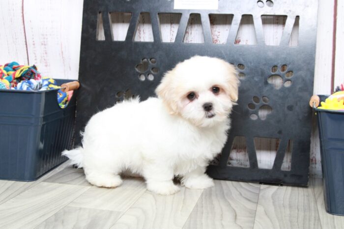 Cookie - Precious Tan/White Female Malshi Puppy - Image 4