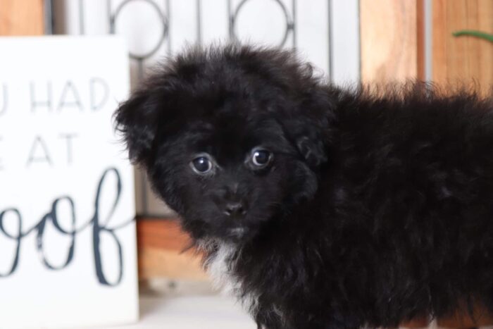 Cookie - Awesome Male Pomapoo Puppy - Image 4