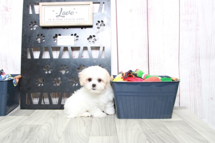 Cookie - Precious Tan/White Female Malshi Puppy - Image 3