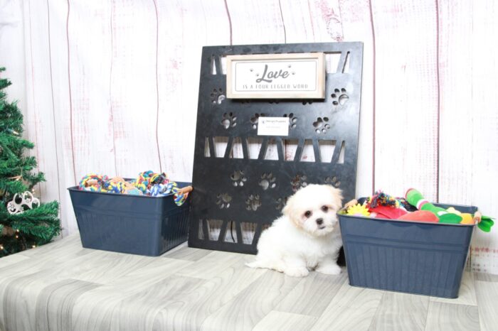 Cookie - Precious Tan/White Female Malshi Puppy - Image 2