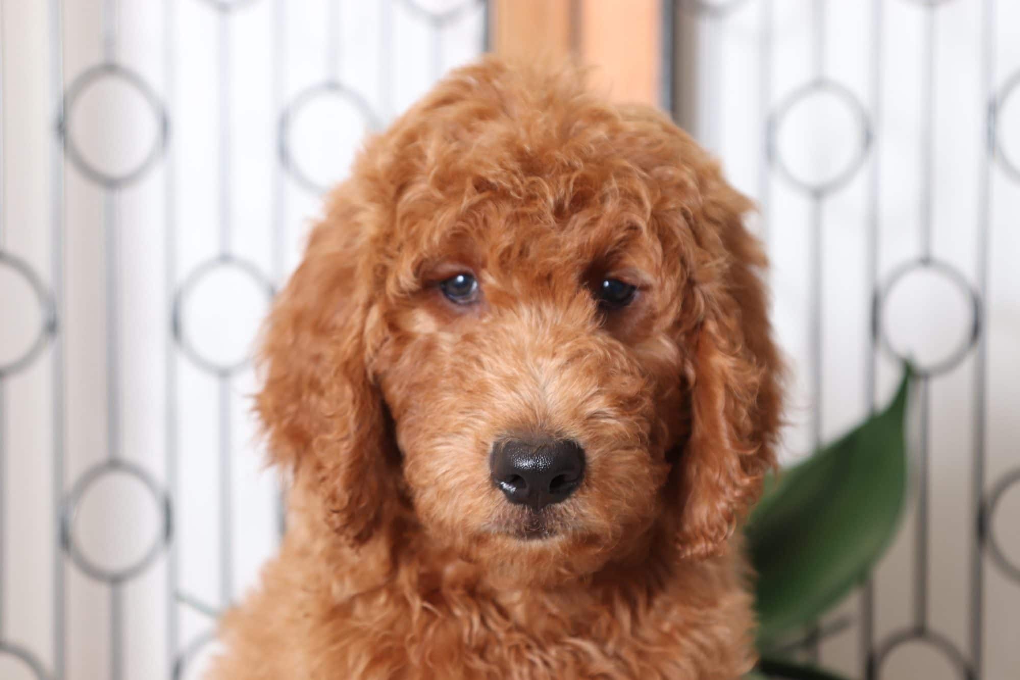 Copper - Adorable Male Goldendoodle Puppy - Image 2