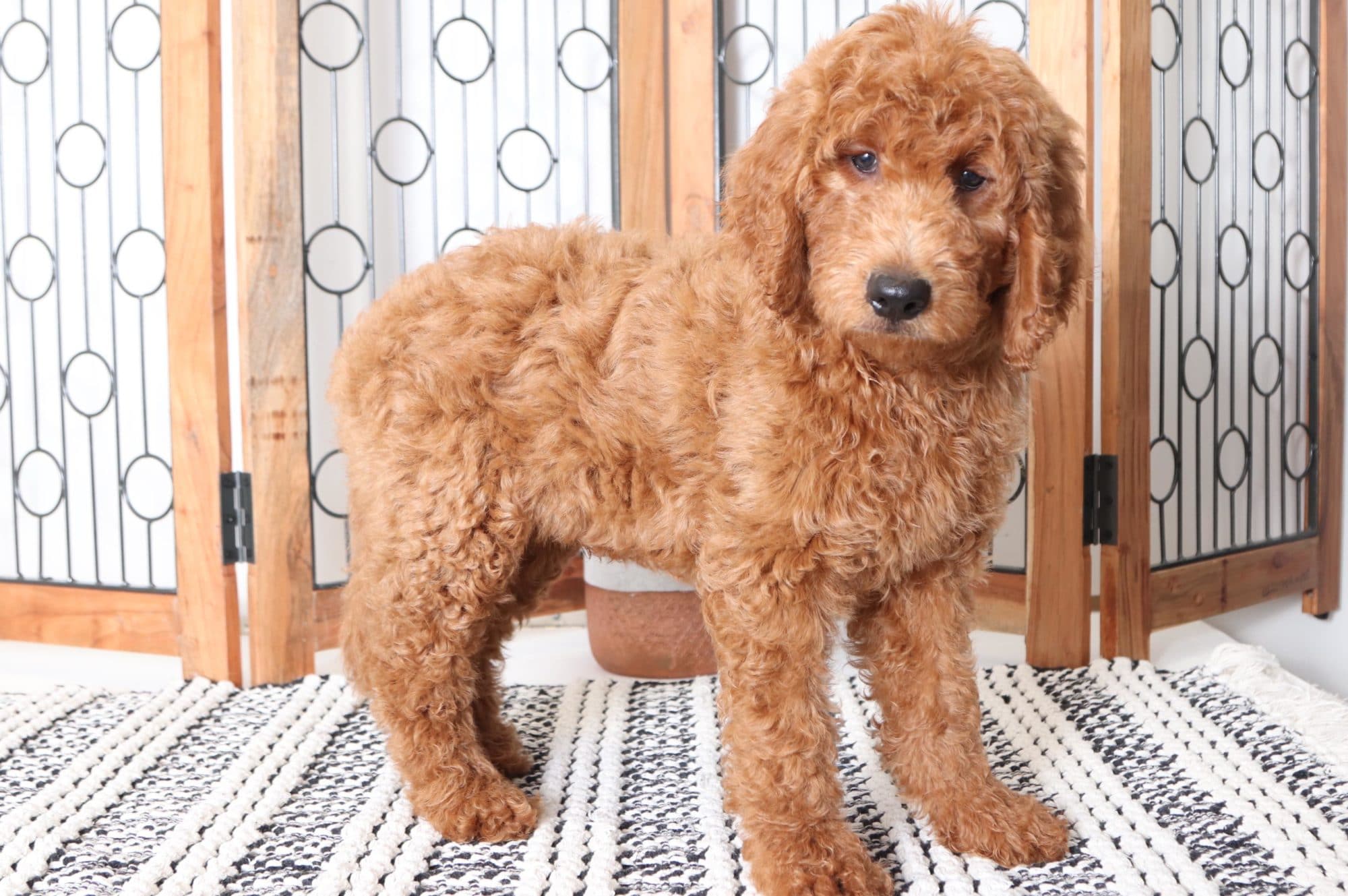 Copper - Adorable Male Goldendoodle Puppy - Image 3