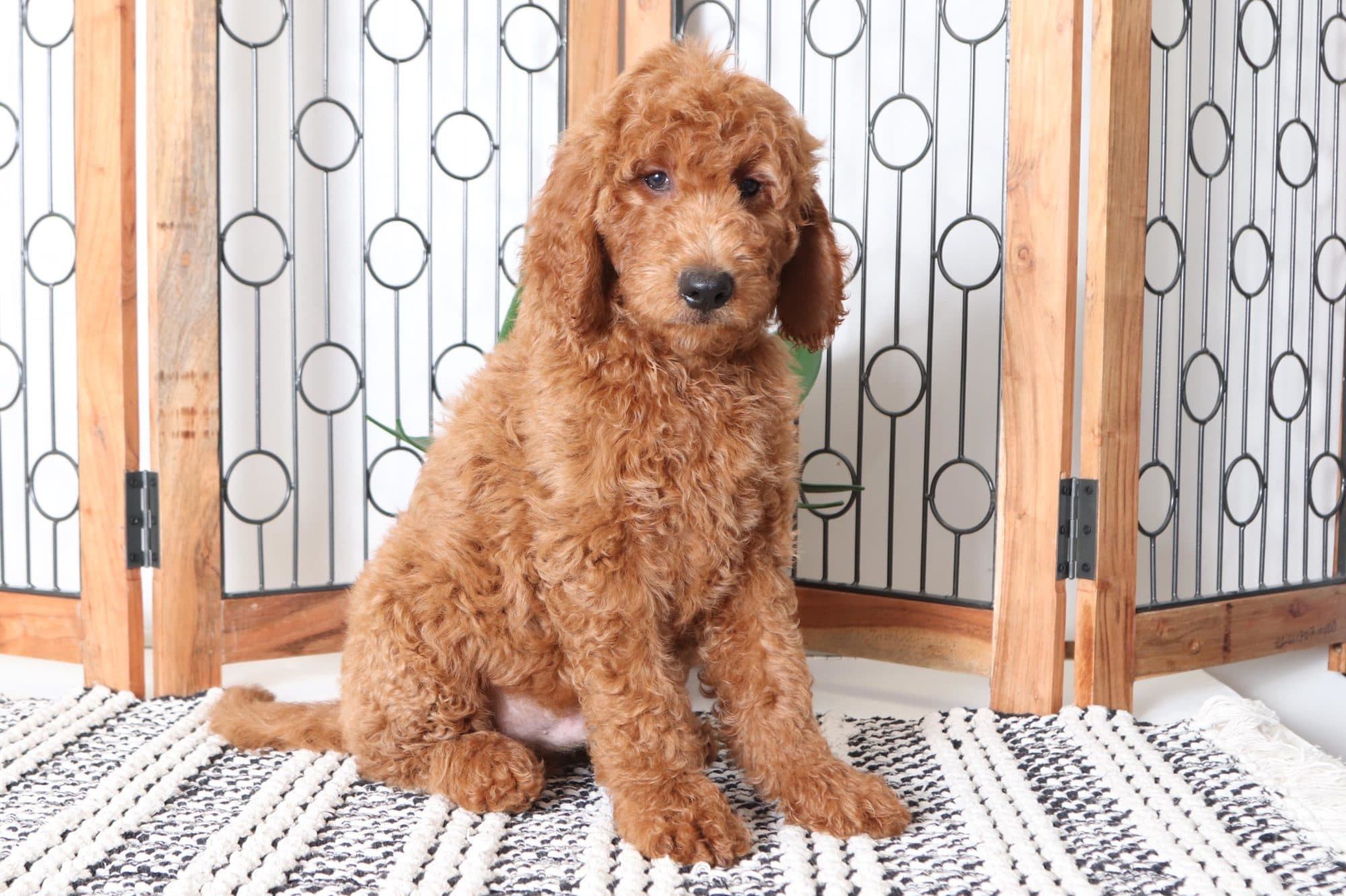 Copper - Adorable Male Goldendoodle Puppy - Image 4