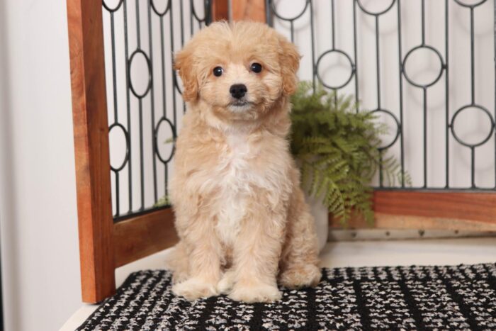 Cora - Loving Little Female Poochon Puppy