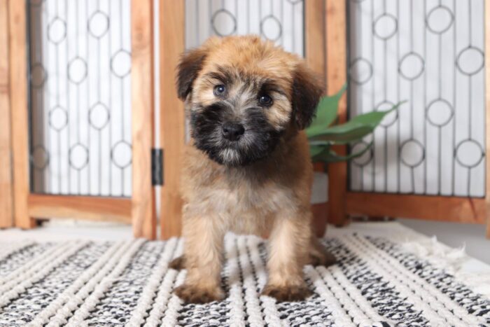 Cora- Cuddly Female AKC Wheaton Terrier Puppy