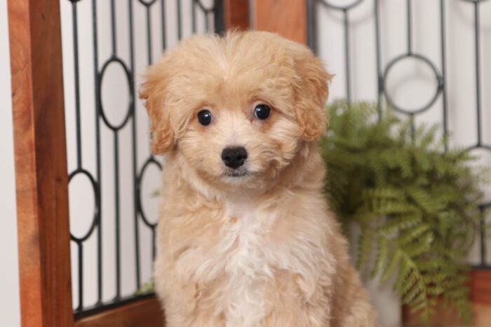 Cora - Loving Little Female Poochon Puppy - Image 2