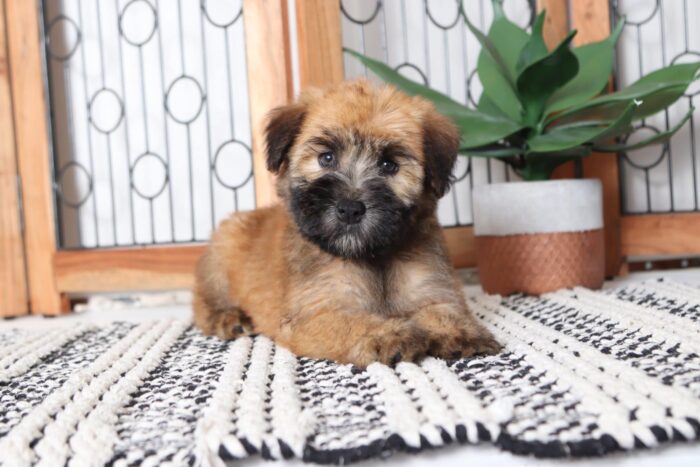 Cora- Cuddly Female AKC Wheaton Terrier Puppy - Image 2