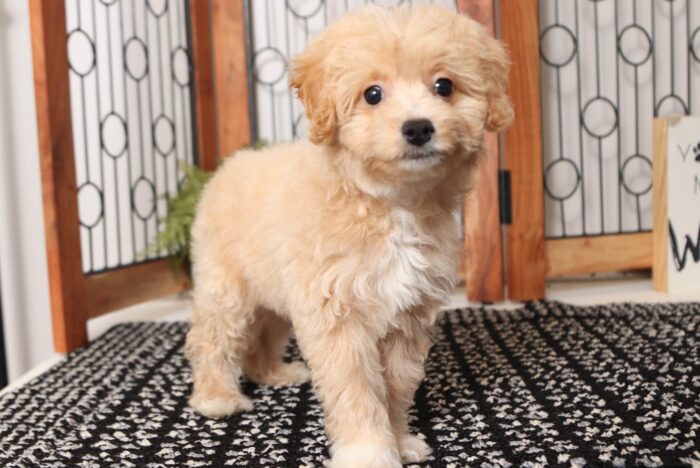 Cora - Loving Little Female Poochon Puppy - Image 3