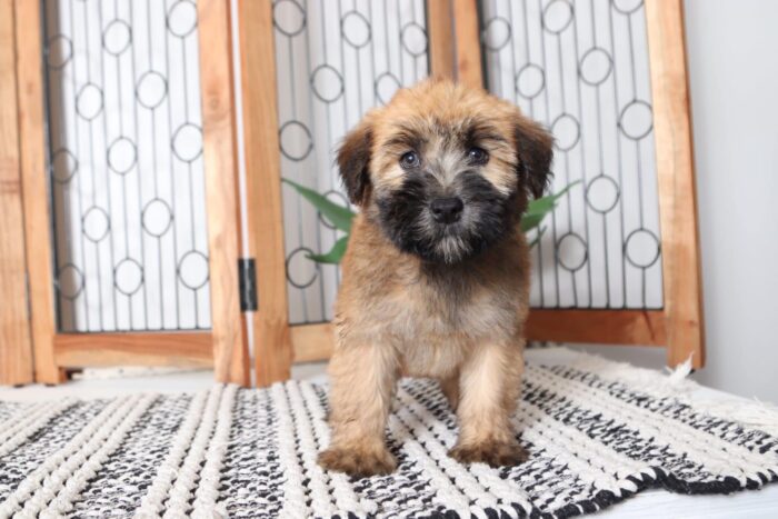 Cora- Cuddly Female AKC Wheaton Terrier Puppy - Image 3