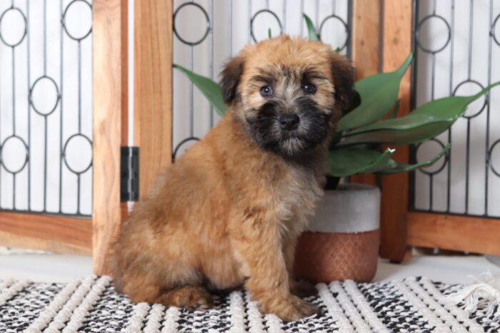 Cora- Cuddly Female AKC Wheaton Terrier Puppy - Image 4