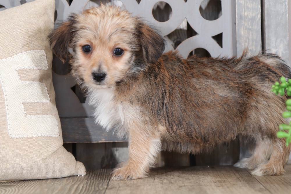 corkys english cream goldendoodles