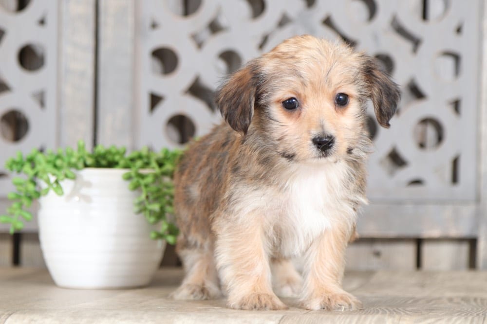 corkys english cream goldendoodles