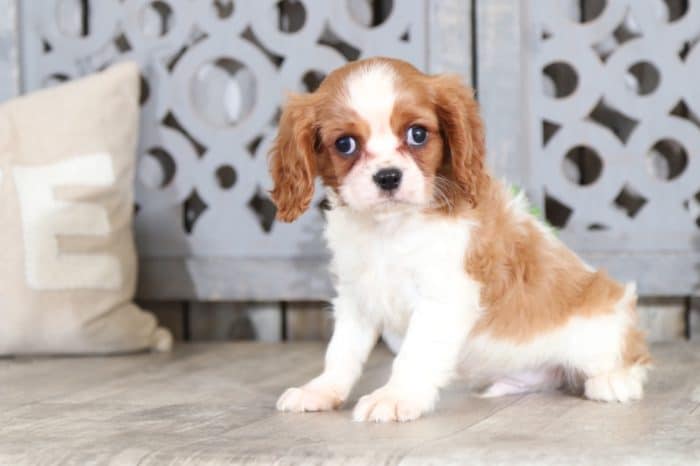 Cosmo - Happy Tri Colored Male Aussie-Poo Puppy