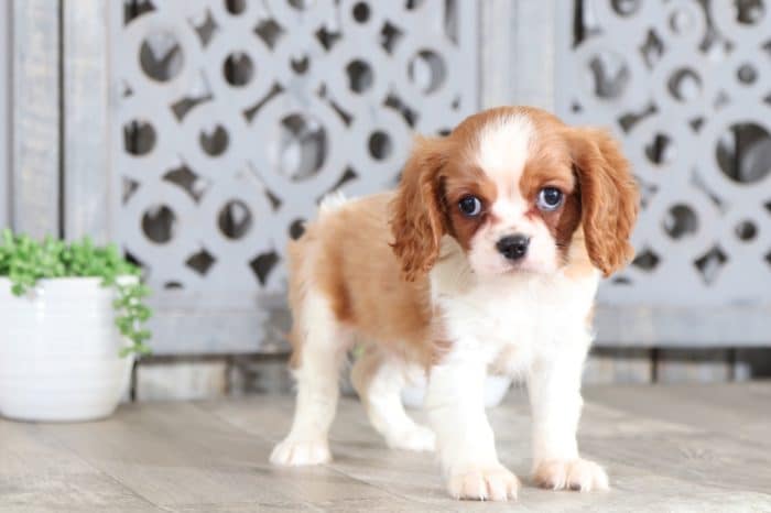 Cosmo - Happy Tri Colored Male Aussie-Poo Puppy - Image 2