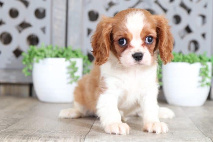 Cosmo - Happy Tri Colored Male Aussie-Poo Puppy - Image 3
