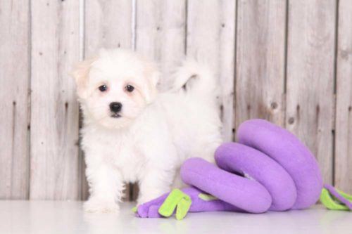 Coton de Tulear