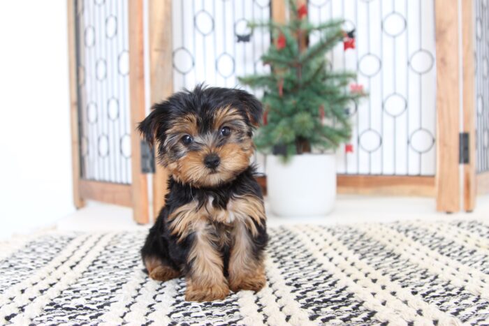 Cotton- Cuddly Little AKC Toy Female Yorkie