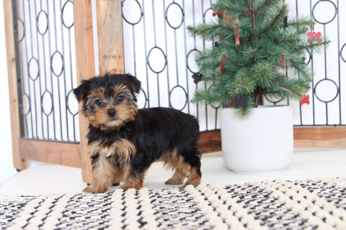 Cotton- Cuddly Little AKC Toy Female Yorkie - Image 4
