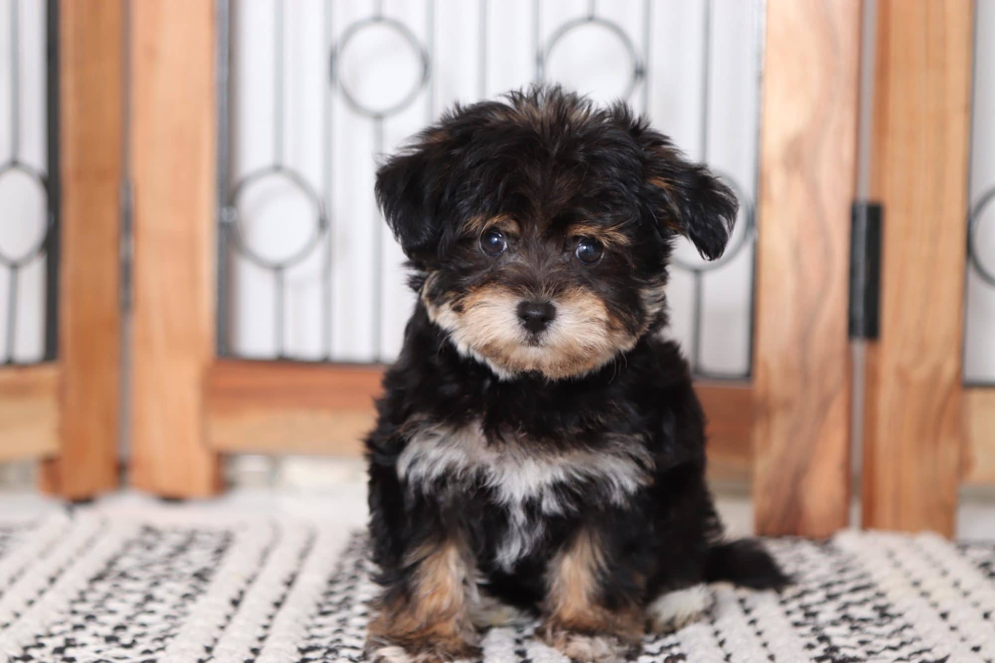 Yorkie Poo Morkie Dog For Sale Near Me Yorkie Poo Puppies For Sale