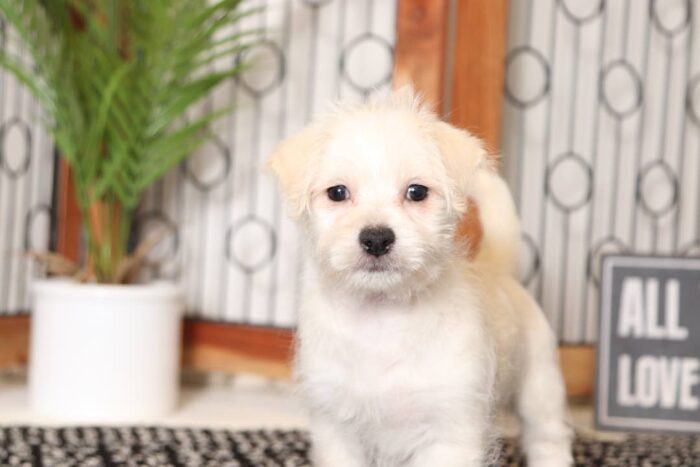Crew - Dashing Little Male Morkie Puppy - Image 2