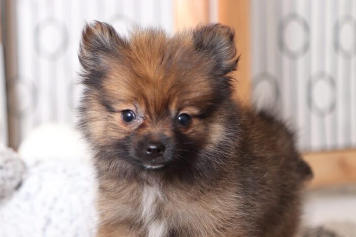 Luna - Loving Female Pomeranian Puppy - Image 2