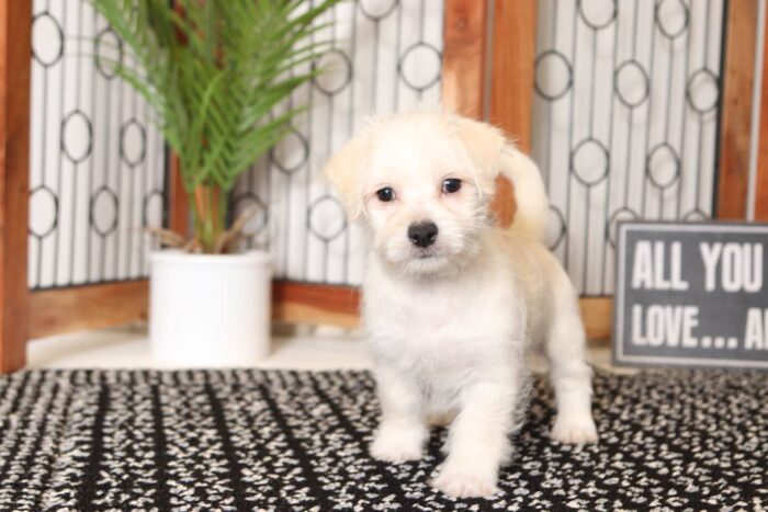 Crew - Dashing Little Male Morkie Puppy - Image 3