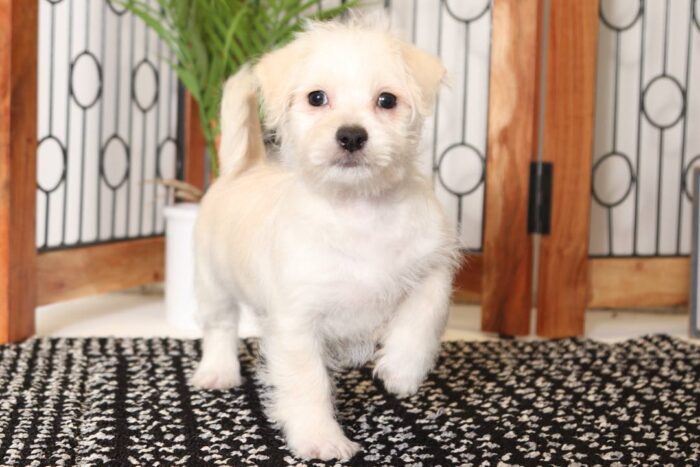 Crew - Dashing Little Male Morkie Puppy - Image 4