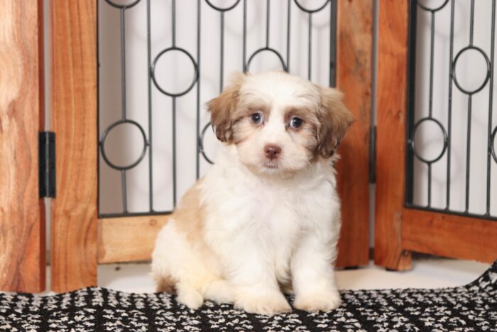 Chris - Studly Male Teddy Bear Puppy