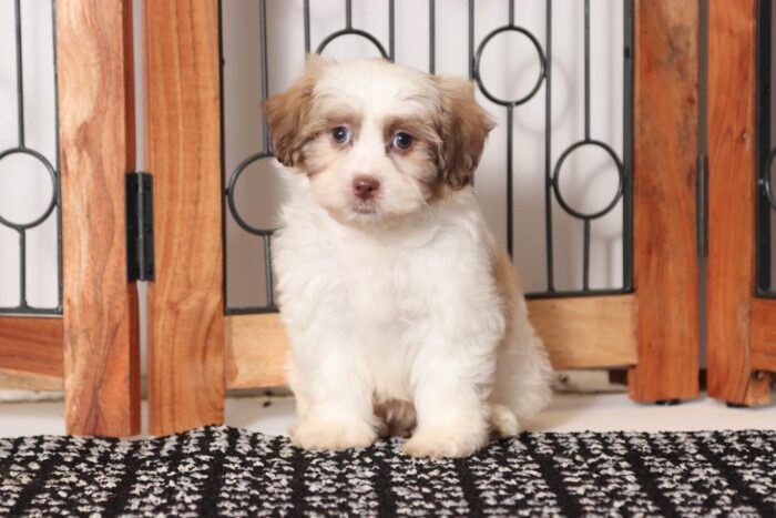 Chris - Studly Male Teddy Bear Puppy - Image 3