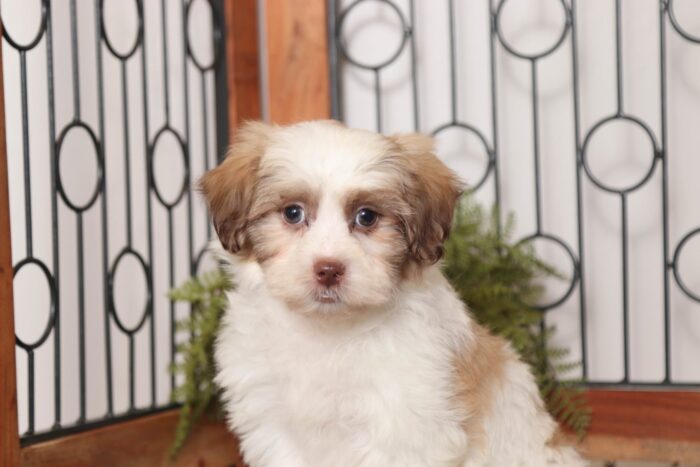 Chris - Studly Male Teddy Bear Puppy - Image 4