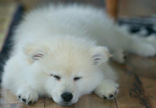 American Eskimo