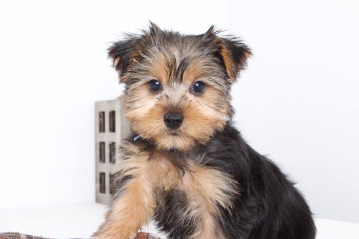 Cruz- Magnificent ACA Male Yorkie