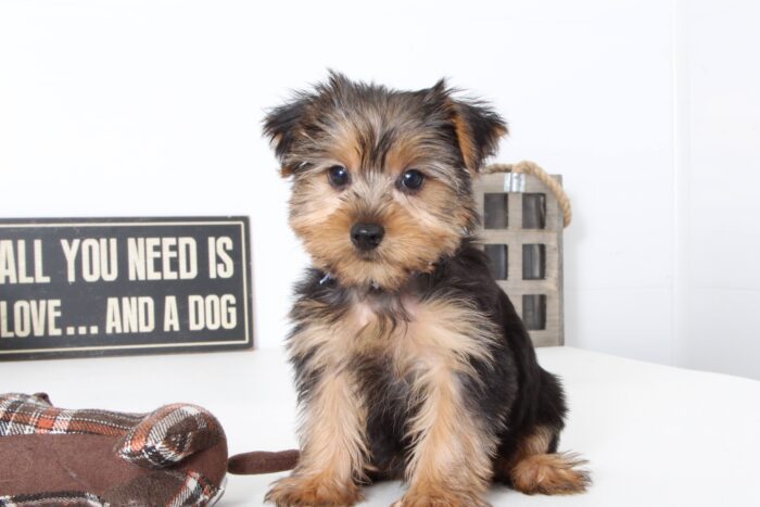 Cruz- Magnificent ACA Male Yorkie - Image 2