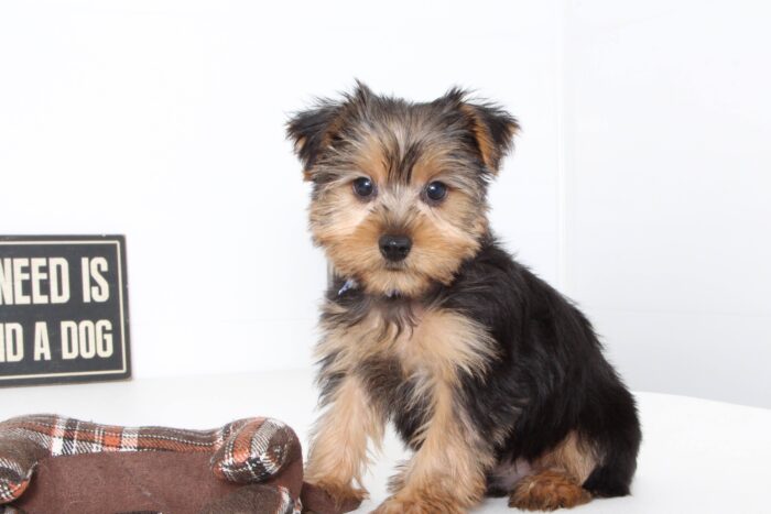 Cruz- Magnificent ACA Male Yorkie - Image 3