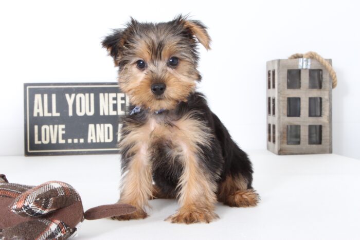 Cruz- Magnificent ACA Male Yorkie - Image 4
