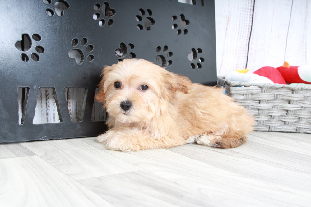 Crystal - Happy Female Yochon Puppy - Image 2