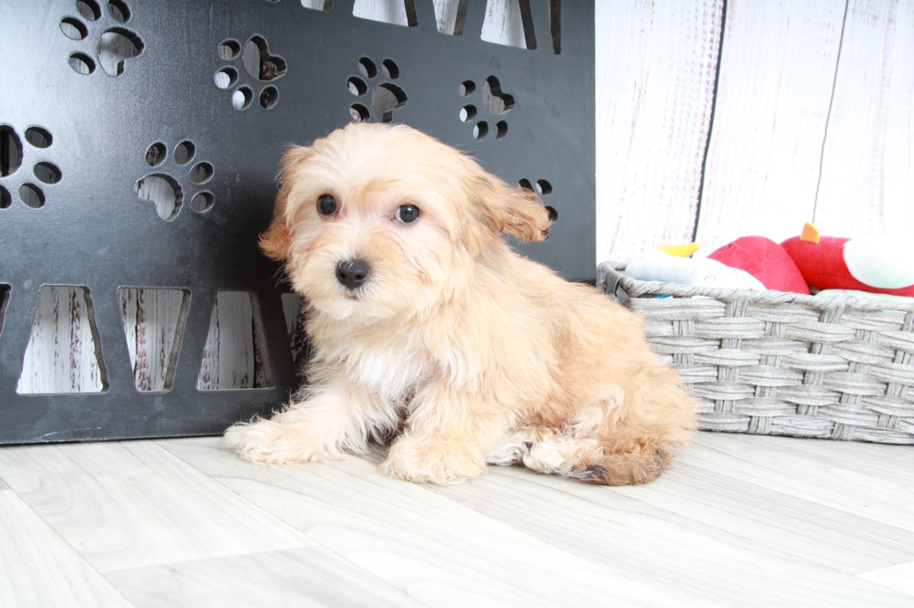 Crystal - Happy Female Yochon Puppy - Image 3