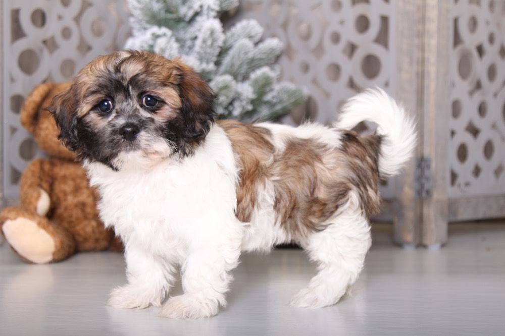 Cuddles - Pretty Teddy Bear