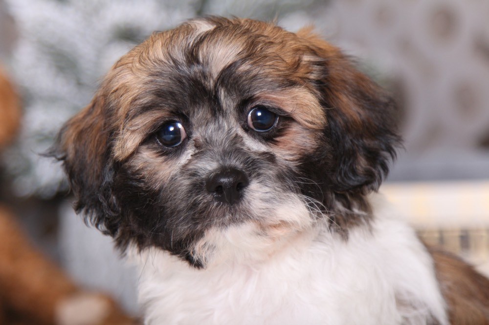 Cuddles - Pretty Teddy Bear - Image 2