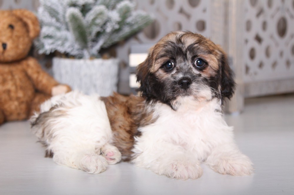 Cuddles - Pretty Teddy Bear - Image 3
