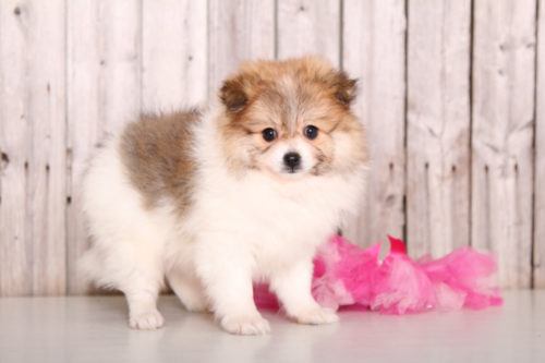 Pomeranian