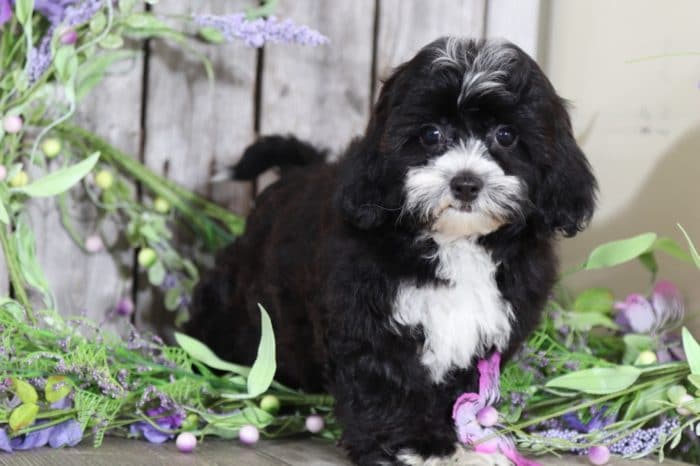 Cutie - Obedient Lhasa Poo