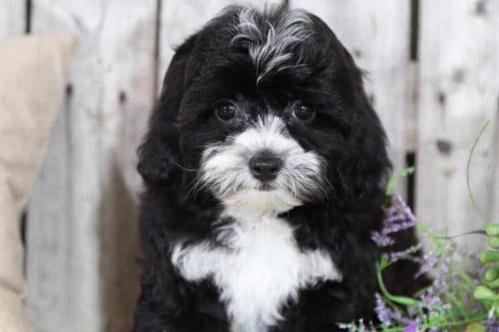 Cutie - Obedient Lhasa Poo - Image 4