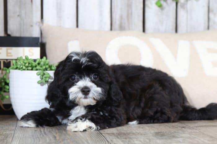 Cutie - Obedient Lhasa Poo - Image 3