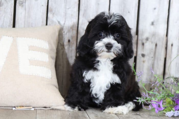 Cutie - Obedient Lhasa Poo - Image 2