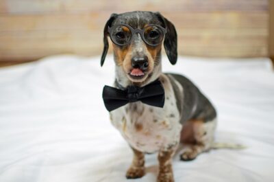 Dapple Dachshund in costume