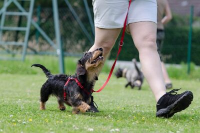 Dachshund dog training