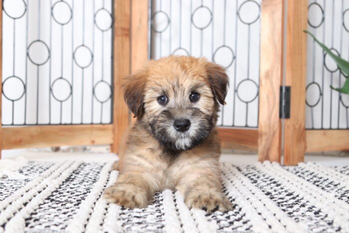 Dahlia- Delightful Female AKC Wheaton Terrier Puppy
